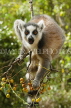 MADAGASCAR, Isalo National Park, Ring Tailed Lemur (Catta), MDG191JPL