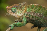 MADAGASCAR, Parson's Chameleon, Andasibe National Park, MDG201JPL