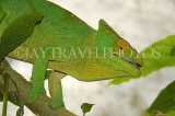 MADAGASCAR, Parson's Chameleon, MDG158JPL