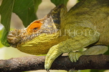 MADAGASCAR, Parson's Chameleon, MDG160JPL