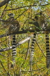 MADAGASCAR, Ring Tailed Lemur (Catta), MDG175JPL