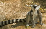 MADAGASCAR, Ring Tailed Lemur (Catta), MDG176JPL
