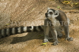 MADAGASCAR, Ring Tailed Lemur (Catta), MDG177JPL