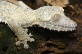 MADAGASCAR, leaf tailed Gecko, Marojejy National Park, MDG205JPL
