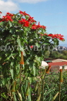 MADEIRA, Funchal Botanical Gardens, Poinsettia flowers, MAD234JPL