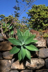 MADEIRA, Funchal Botanical Gardens, large Cactus on stone wall, MAD90JPL