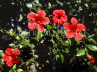 MADEIRA, Funchal Botanical Gardens, red Hibiscus flowers, MAD1320JPL