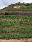 MADEIRA, Ribeira Brava, Banana plantation, MAD200JPL