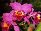 MALAYSIA, Cameron Highlands, Cattleya Orchid, MSA496JPL