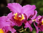 MALAYSIA, Cameron Highlands, Cattleya Orchid, MSA547JPL