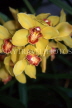 MALAYSIA, Cameron Highlands, Cymbidium Orchids, MSA542JPL
