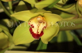 MALAYSIA, Cameron Highlands, Cymbidium Orchids, MSA545JPL