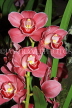 MALAYSIA, Cameron Highlands, Cymbidium Orchids, MSA586JPL