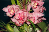 MALAYSIA, Cameron Highlands, Cymbidium Orchids, MSA721JPL