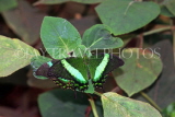MALAYSIA, Cameron Highlands, Green Swallowtail (Peacock) Butterfly, MSA550JPL
