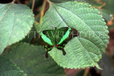 MALAYSIA, Cameron Highlands, Green Swaloowtail Butterfly, MSA495JPL