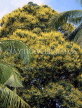MALAYSIA, Cameron Highlands, Mango tree blossom, MSA622JPL