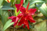 MALAYSIA, Cameron Highlands, Orchids, MSA505JPL