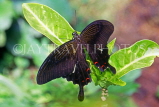 MALAYSIA, Cameron Highlands, Swallowtail Butterfly, MSA561JPL