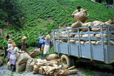 MALAYSIA, Cameron Highlands, Tea plantation, workers loading plucked tea, MSA457JPL
