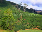 MALAYSIA, Cameron Highlands, Tea plantation and hill, MSA520JPL