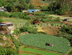 MALAYSIA, Cameron Highlands, cultivated land, farming, vegetable plots, MSA639JPL