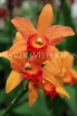 MALAYSIA, Cameron Highlands, orchid farm, Cattleya Orchids, MSA599JPL