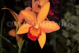 MALAYSIA, Cameron Highlands, orchid farm, Cattleya Orchids, MSA601JPL
