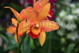 MALAYSIA, Cameron Highlands, orchid farm, Cattleya Orchids, MSA602JPL