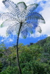 MALAYSIA, Cameron Highlands, rainforest, Fern tree, MSA454JPL