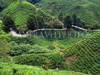 MALAYSIA, Cameron Highlands, road winding through tea plantation, MAL445JPL