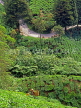 MALAYSIA, Cameron Highlands, road winding through tea plantation, MSA633JPL
