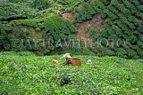 MALAYSIA, Cameron Highlands, tea plantation, and worker (tea plucker), MSA672JPL