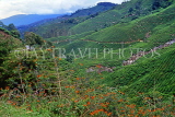 MALAYSIA, Cameron Highlands, tea plantations, MSA689JPL