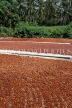 MALAYSIA, Cocoa plantation, harvested beans drying out in the sun, MSA697JPL