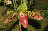 MALAYSIA, Kuala Lumpur, Paphiopedilum Orchid, MSA578JPL