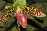 MALAYSIA, Kuala Lumpur, Paphiopedilum Orchid, MSA579JPL