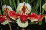 MALAYSIA, Kuala Lumpur, Paphiopedilum Orchid, MSA582JPL