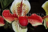 MALAYSIA, Kuala Lumpur, Paphiopedilum Orchid, MSA583JPL