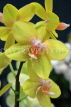 MALAYSIA, Kuala Lumpur, Phalaenopsis Orchids, MSA569JPL