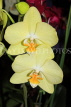 MALAYSIA, Kuala Lumpur, Phalaenopsis Orchids, MSA584JPL