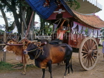MALAYSIA, Melacca, Bullock cart, MAL465JPL