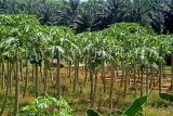 MALAYSIA, Papaya plantation, trees, MSA691JPL