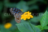 MALAYSIA, Penang, Blue Glassy Tiger Butterfly, MSA548JPL