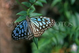 MALAYSIA, Penang, Blue Tiger Butterfly, MSA557JPL