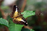 MALAYSIA, Penang, Brown Clipper Butterfly, MSA551JPL
