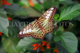 MALAYSIA, Penang, Brown Clipper Butterfly, MSA552JPL