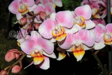 MALAYSIA, Penang, Doritaenopsis Orchids, MSA576JPL