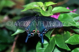 MALAYSIA, Penang, Japanese Swallowtail Butterfly, MSA506JPL