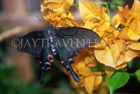 MALAYSIA, Penang, Japanese Swallowtail Butterfly, MSA554JPL